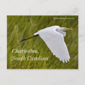 Heron van Charleston Briefkaart (Voorkant)