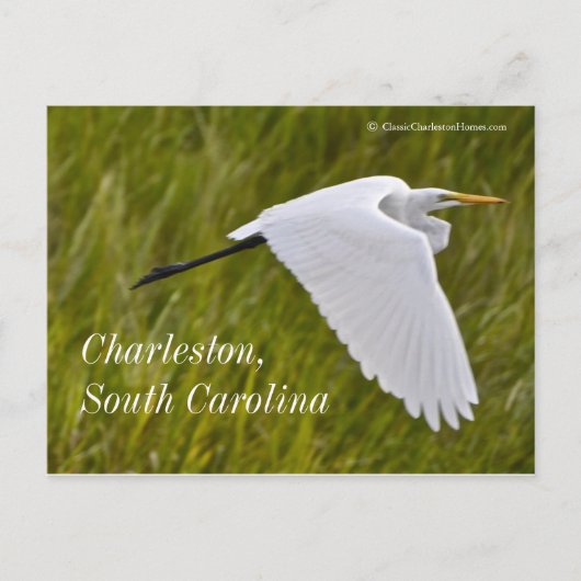 Heron van Charleston Briefkaart (Voorkant)