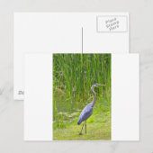 Heron Walk Briefkaart (Voorkant / Achterkant)