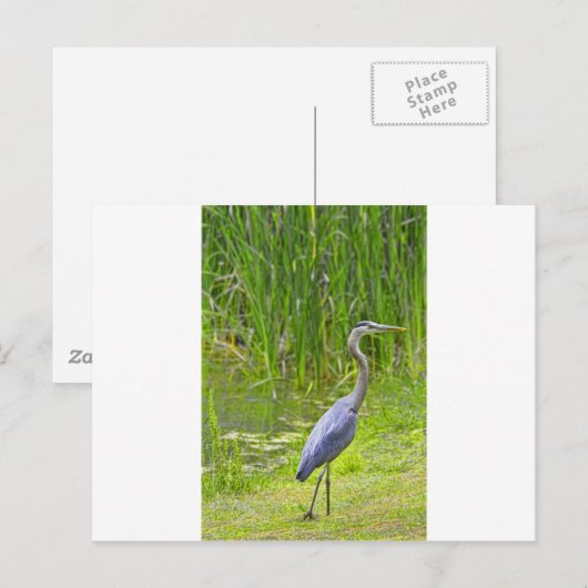 Heron Walk Briefkaart (Voorkant / Achterkant)