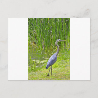 Heron Walk Briefkaart