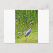 Heron Walk Briefkaart (Voorkant)