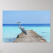 Heron Zee Bird Poster (Voorkant)