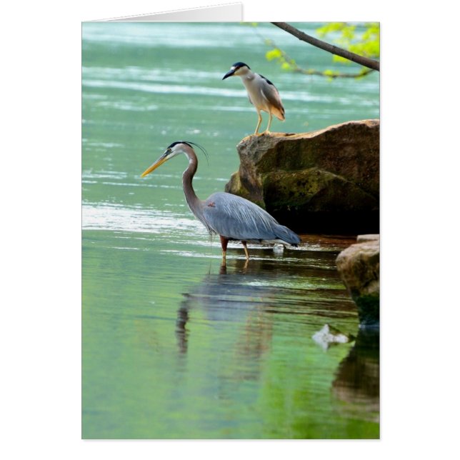 Herons (Voorkant)