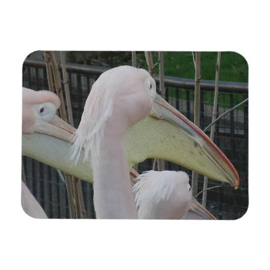 Herons 3"x4" Magnet Magneet (Horizontaal)
