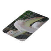 Herons 3"x4" Magnet Magneet (Linkerzijde)