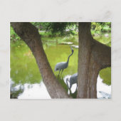 Herons Briefkaart (Voorkant)