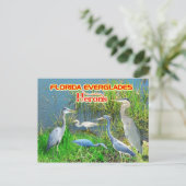 Herons of Everglades National Park, Florida Briefkaart (Staand voorkant)