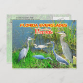 Herons of Everglades National Park, Florida Briefkaart (Voorkant / Achterkant)