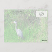 Herons of Everglades National Park, Florida Briefkaart (Achterkant)