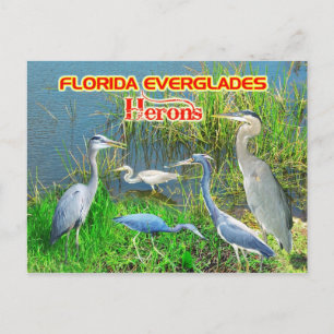 Herons of Everglades National Park, Florida Briefkaart