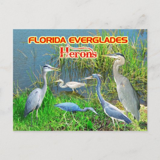 Herons of Everglades National Park, Florida Briefkaart (Voorkant)