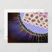 Herpes Virus Briefkaart (Voorkant / Achterkant)