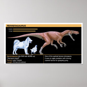 Herrerasaurus - Biologie Dinosaur Jurassisch Poster