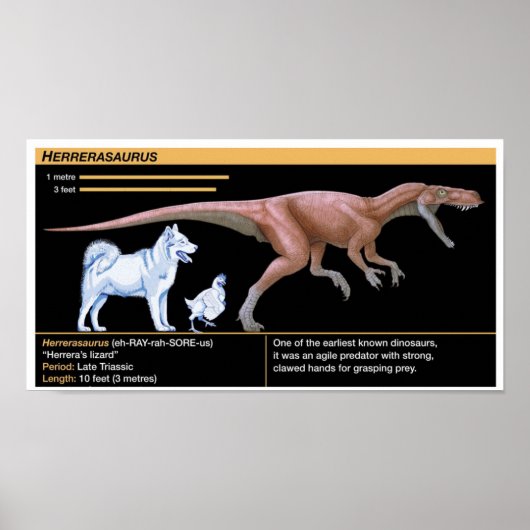 Herrerasaurus - Biologie Dinosaur Jurassisch Poster (Voorkant)