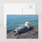Herring Gull op Rock Jetty Briefkaart (Voorkant / Achterkant)