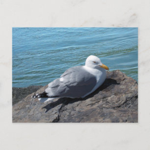 Herring Gull op Rock Jetty Briefkaart