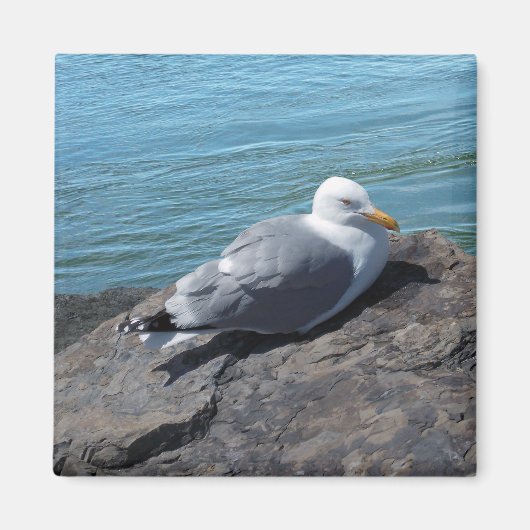 Herring Gull op Rock Jetty Magneet (Voorkant)