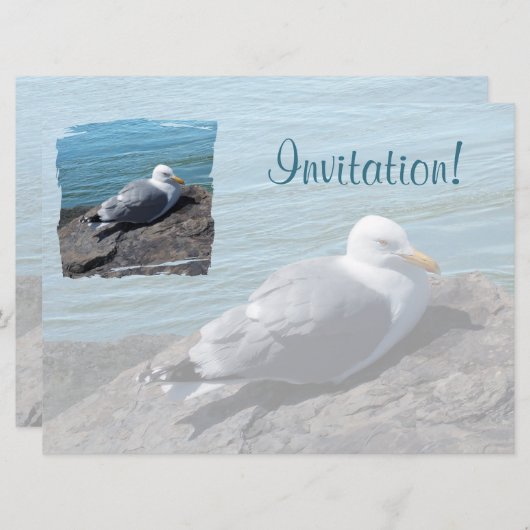 Herring Gull Resting on Rock Jetty: Kaart (Voorkant / Achterkant)