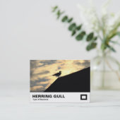 Herring Gull Sunset Visitekaartje (Staand voorkant)