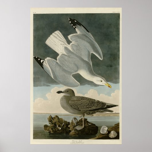 Herring Gull uit John Audubon's Birds of America Poster (Voorkant)