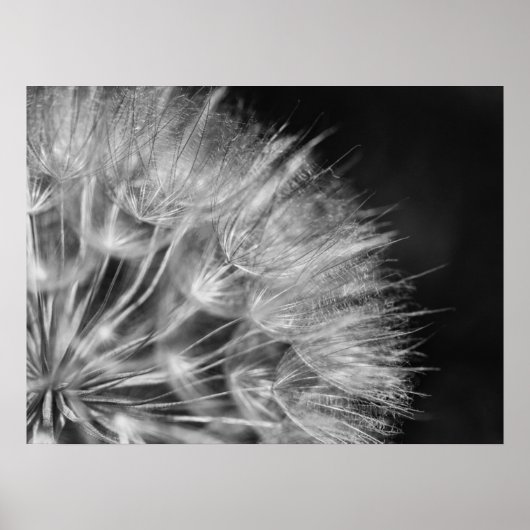 Herrliches Detail Pusteblume in schwarz weiß Poster (Voorkant)