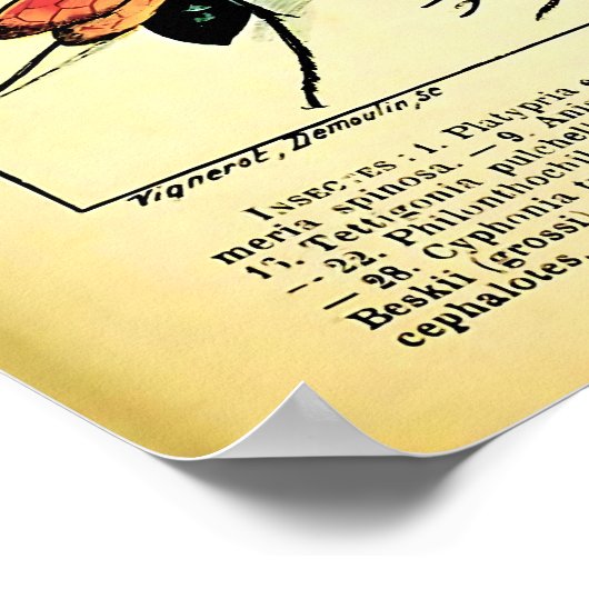 Herscheppingen Adolphe Millot Natuur Creatures Ins Poster (Hoek)