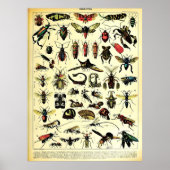 Herscheppingen Adolphe Millot Natuur Creatures Ins Poster (Voorkant)