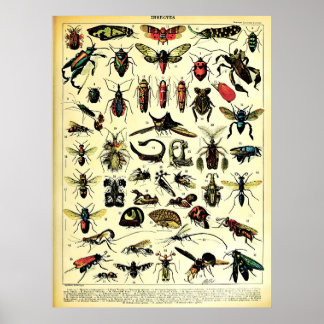 Herscheppingen Adolphe Millot Natuur Creatures Ins Poster