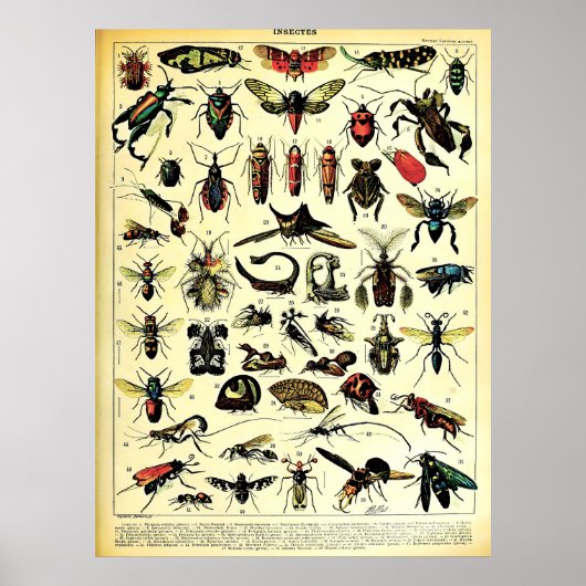 Herscheppingen Adolphe Millot Natuur Creatures Ins Poster (Voorkant)
