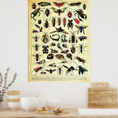 Herscheppingen Adolphe Millot Natuur Creatures Ins Poster (Keuken)
