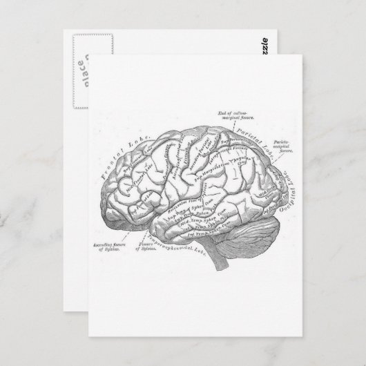  hersenanatomie briefkaart (Voorkant / Achterkant)