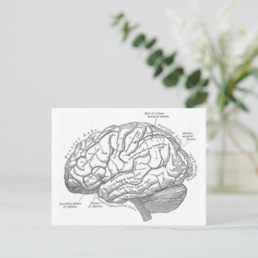  hersenanatomie briefkaart (Staand voorkant)