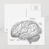  hersenanatomie briefkaart (Voorkant / Achterkant)