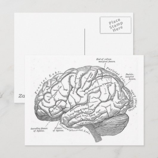  hersenanatomie briefkaart (Voorkant / Achterkant)