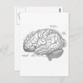  hersenanatomie briefkaart (Voorkant / Achterkant)