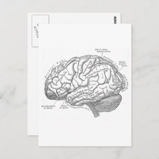 hersenanatomie briefkaart (Voorkant / Achterkant)