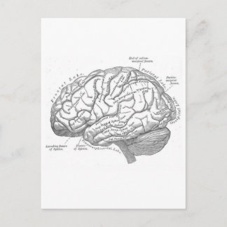 hersenanatomie briefkaart