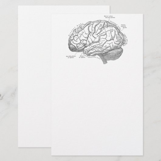  hersenanatomie briefpapier (Voorkant / Achterkant)