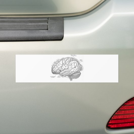  hersenanatomie bumpersticker (Op auto)