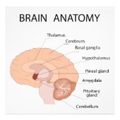 Hersenanatomie Foto Afdruk (Voorkant)