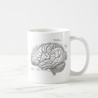 hersenanatomie koffiemok