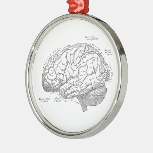 hersenanatomie metalen ornament (Links)