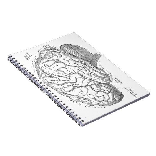  hersenanatomie notitieboek (Rechterzijde)