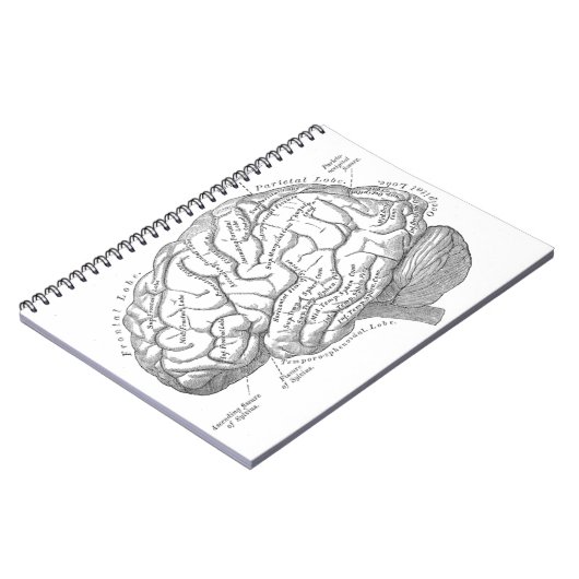  hersenanatomie notitieboek (Linkerzijde)