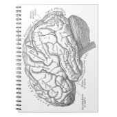  hersenanatomie notitieboek (Voorkant)