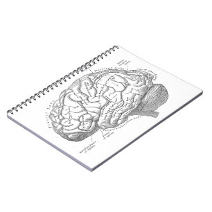 hersenanatomie notitieboek