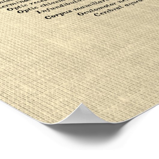 Hersenanatomie nr. 2 met Cream Achtergrond Poster (Hoek)