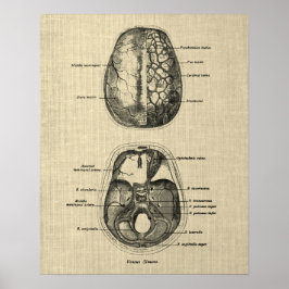Hersenanatomie nr. 5 met Cream Achtergrond Poster