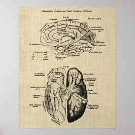 Hersenanatomie nr. 6 met Cream Achtergrond Poster